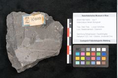 Foto (Objekt + Etikett) von Asterocarpus meriani Brongniart (NHMW-GEO-2024-0188-10609)